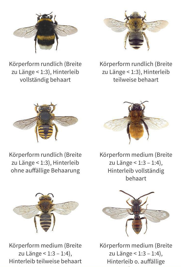 Anschauungsbeispiele aus der Wildbienen-App Screenshot mit Anschauungsbeispiele aus der Wildbienen-App